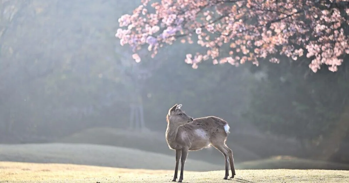 Clima em mutação ameaça a floração das cerejeiras no Japão: risco para Kyoto, Tokyo e Osaka