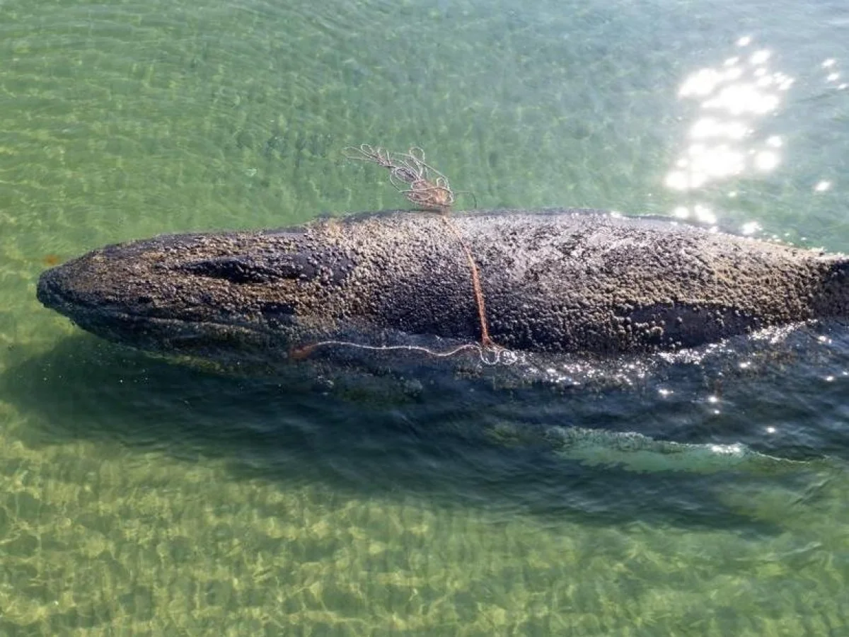 Jubarte encalhada no Mar Báltico não resistirá: ferida e gravemente debilitada, dizem autoridades