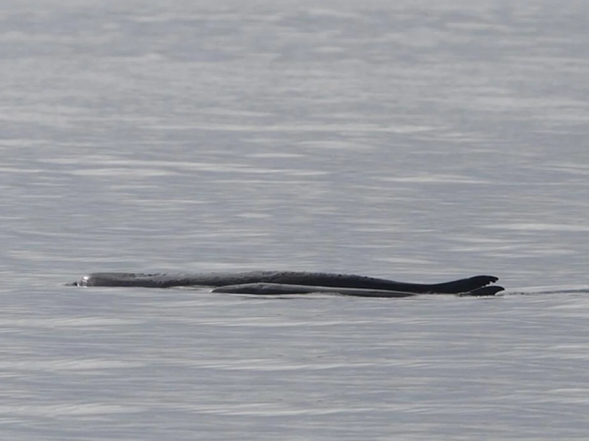 Descoberta no Mediterrâneo: o cachalote-pigmeu (Kogia breviceps) revela sua presença pelo DNA ambiental
