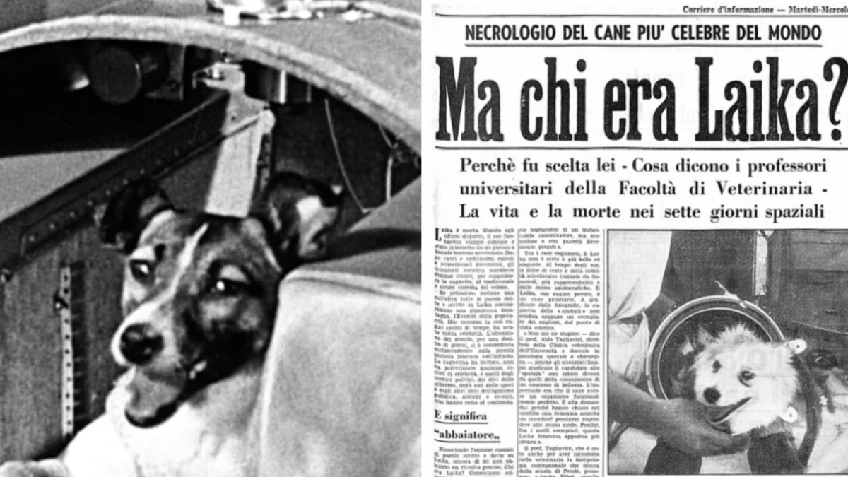 Laika, a primeira viajante do espaço: do batimento acelerado ao destino sem retorno