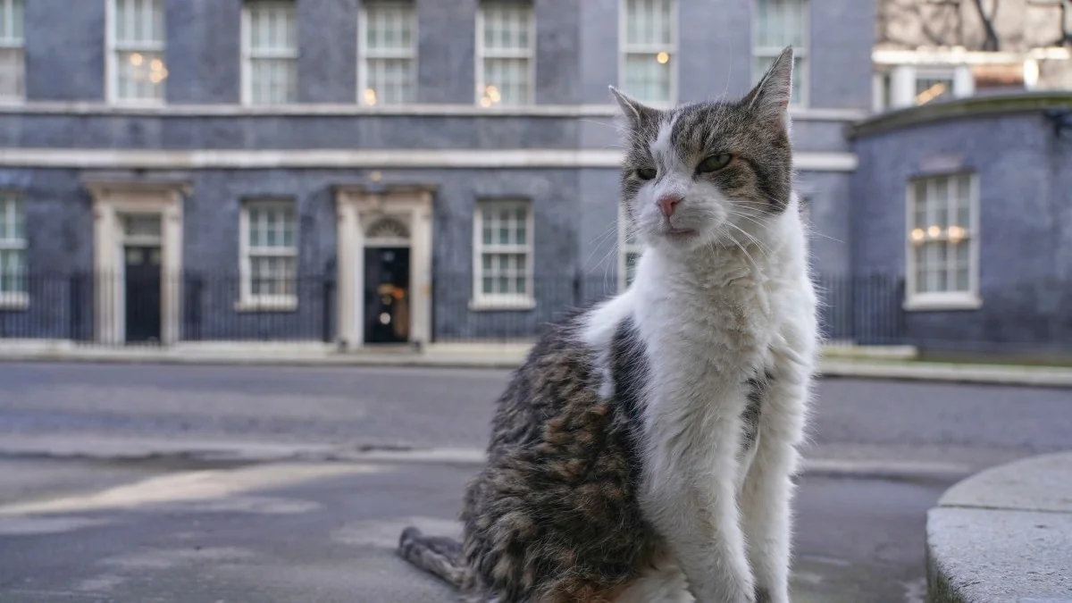 Larry, o gato-ciambelão de Downing Street que conquista líderes e corações