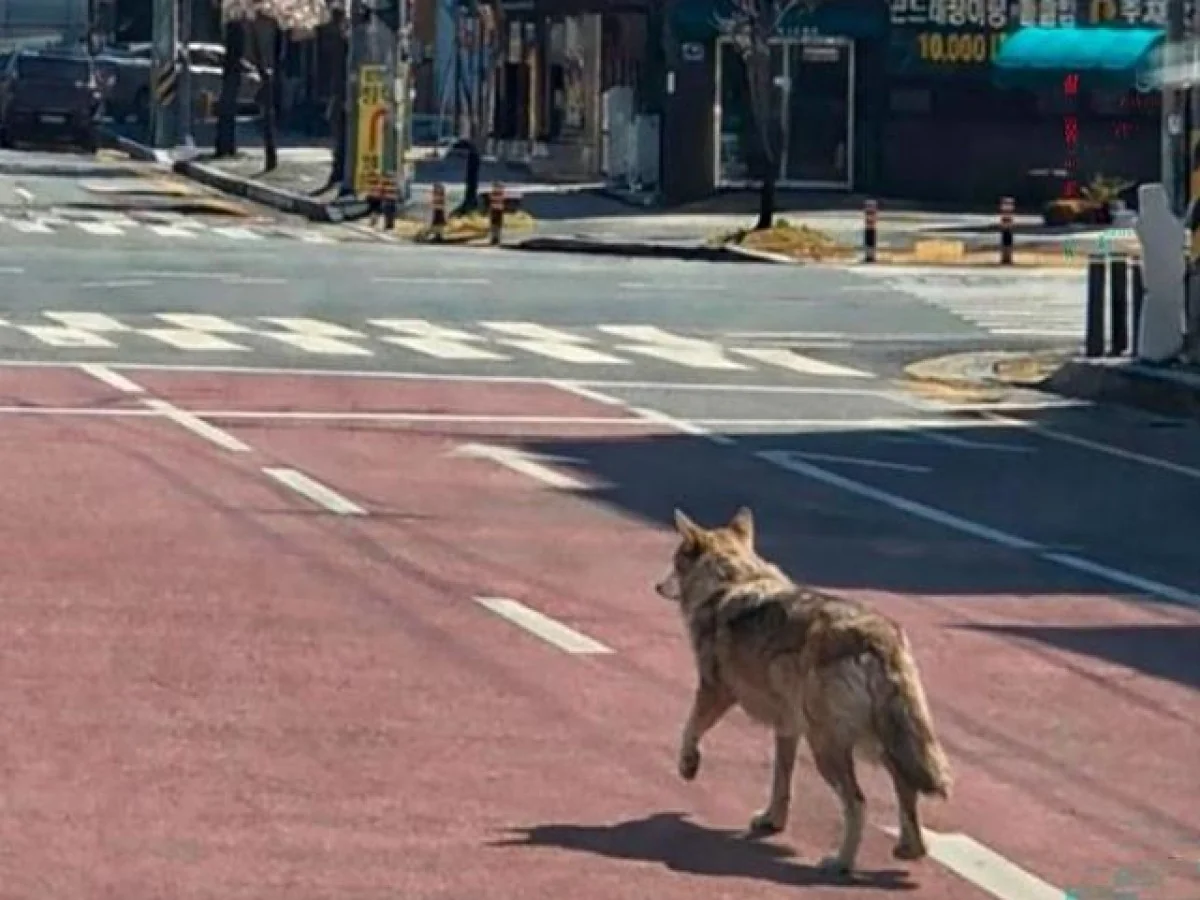 Lobo foge de parque em Daejeon e provoca pânico: escolas fechadas e buscas com drones mobilizam 300 pessoas