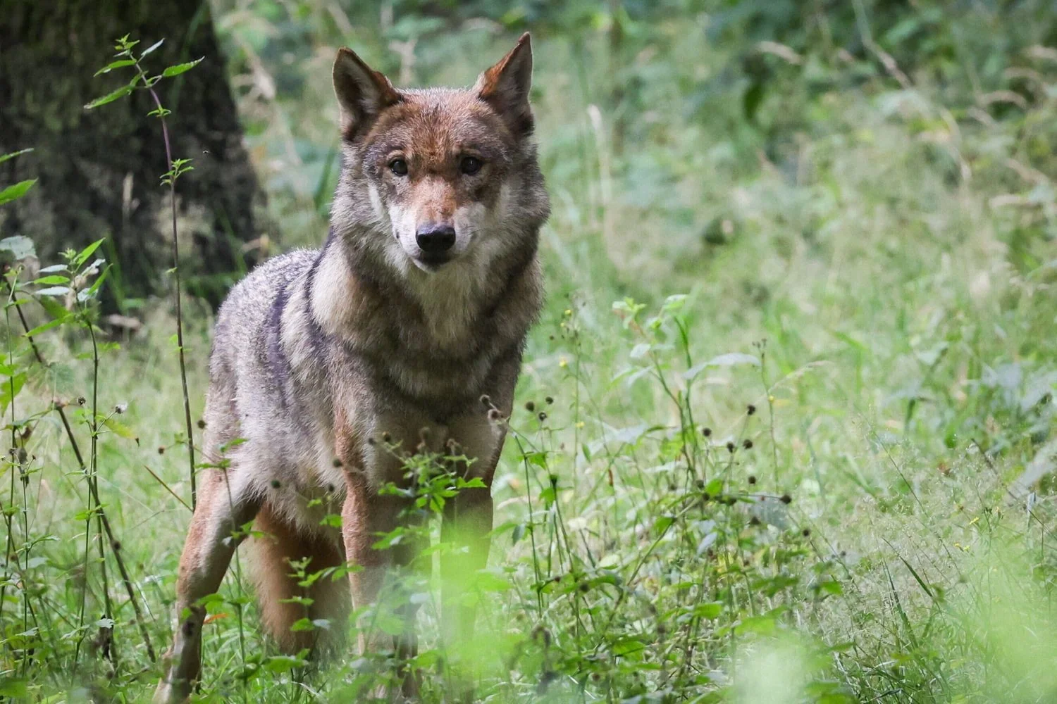 Lobo foge de zoológico em Daejeon; escola primária é fechada e buscas mobilizam 300 pessoas