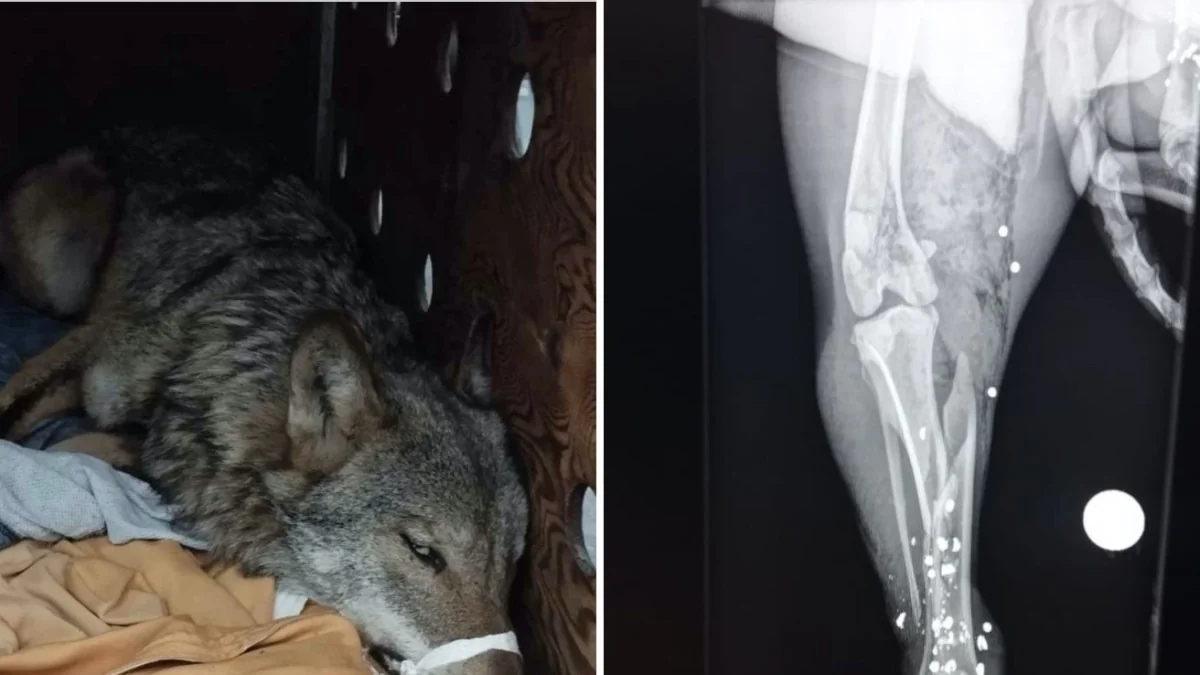 Dois lobos mortos por caçadores furtivos em Gênova e Pisa: cabeça de um foi pendurada em poste