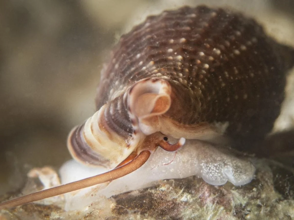 Lúmaca vampiro mediterrânea: a candidata italiana ao título de “Mollusco do Ano”