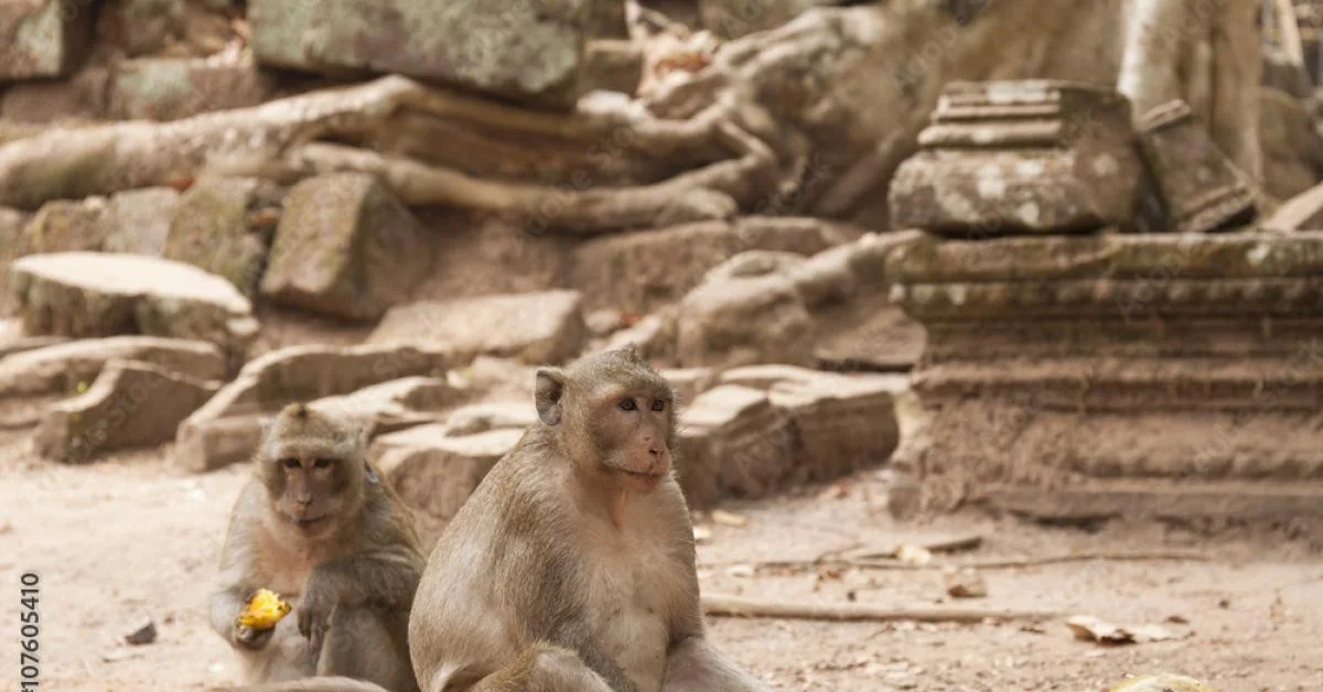 Macacos de Gibraltar comem terra para neutralizar danos de snacks, revela estudo de Cambridge