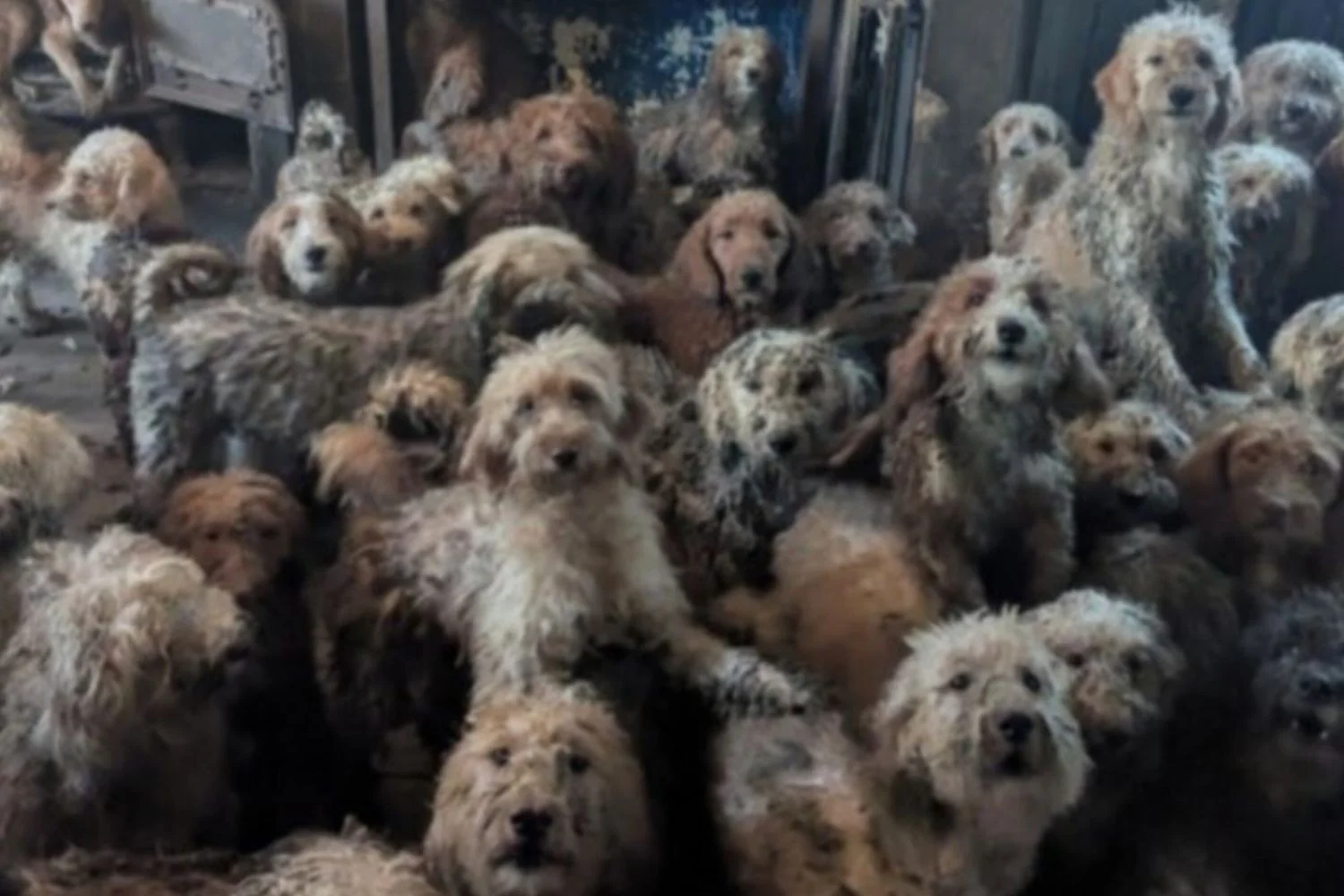 Mais de 250 cães encontrados em casa no Reino Unido: RSPCA nega que imagens sejam geradas por IA