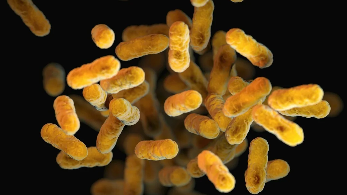 Microbiota tumoral: como comunidades de micróbios moldam a biologia do câncer e a resposta às terapias