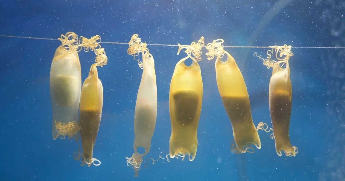 Páscoa em Miramare: ovos de pequenos tubarões em exposição — mas não são para comer