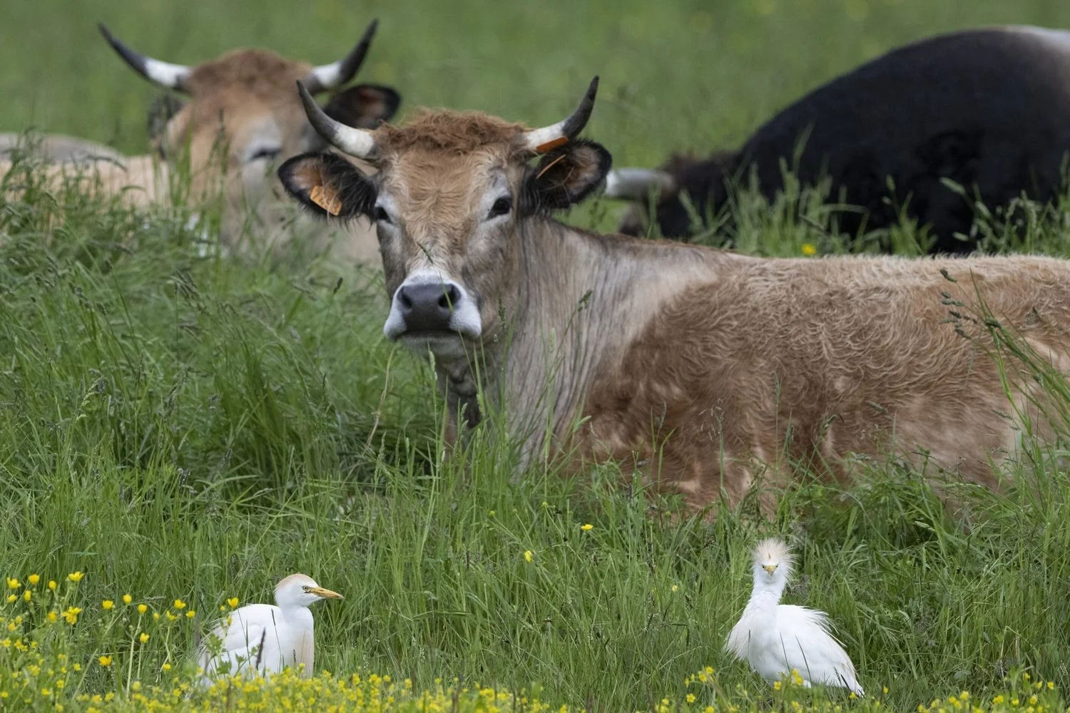 Moosch: prefeito inscreve cinco vacas para evitar fechamento de turma na escola