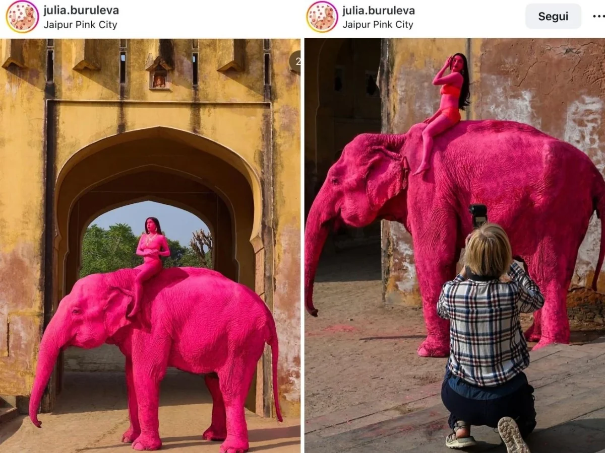 Morre Chanchal, a elefanta que foi pintada de rosa em ensaio de moda; investigação por bem‑estar animal é aberta
