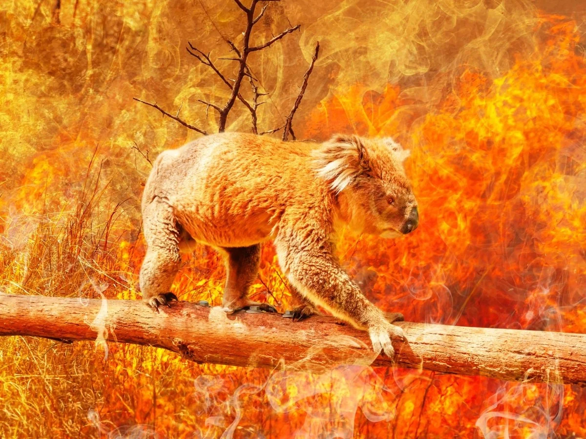 Mudança climática impulsiona incêndios e põe milhares de espécies em risco