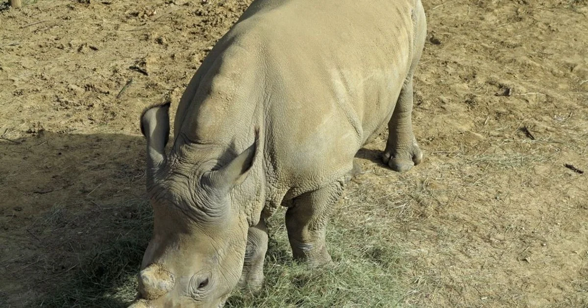 Novo embrião do rinoceronte branco setentrional reforça plano BioRescue para salvar a subespécie