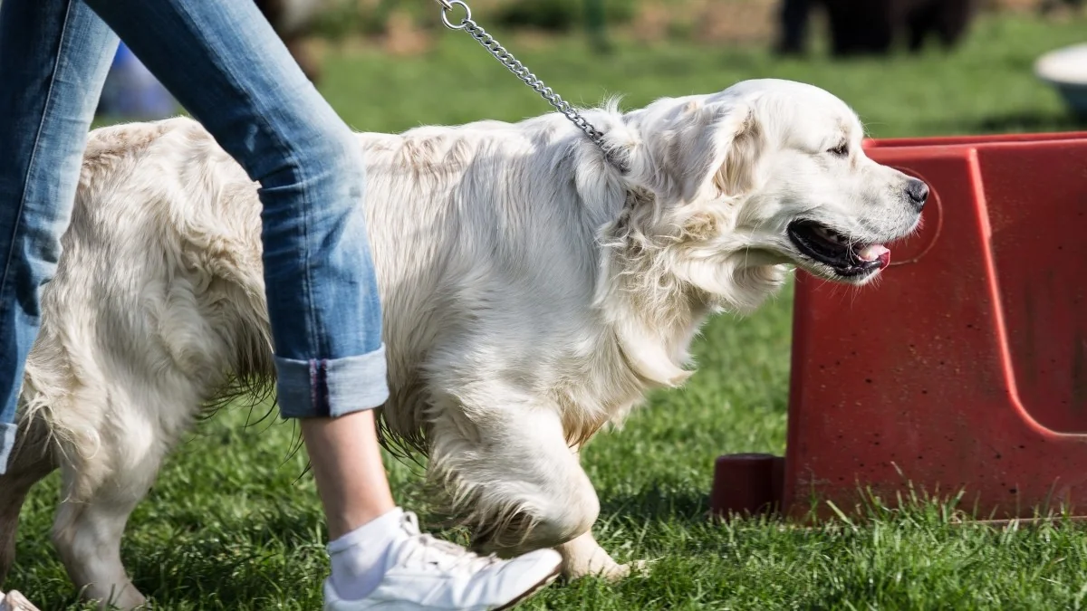 O que significa ter um cão: educação, responsabilidade e vida em sociedade