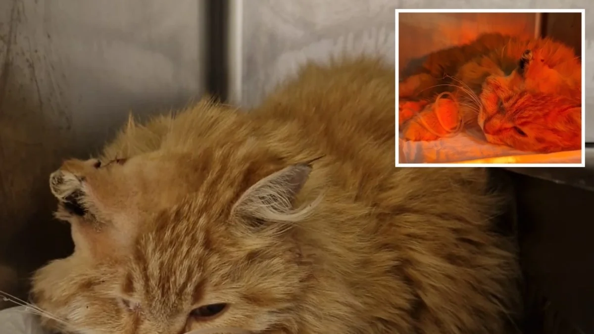 Odino, o gato de Acilia, sobrevive a violência: orelha queimada e amputação de patas mobilizam vizinhança