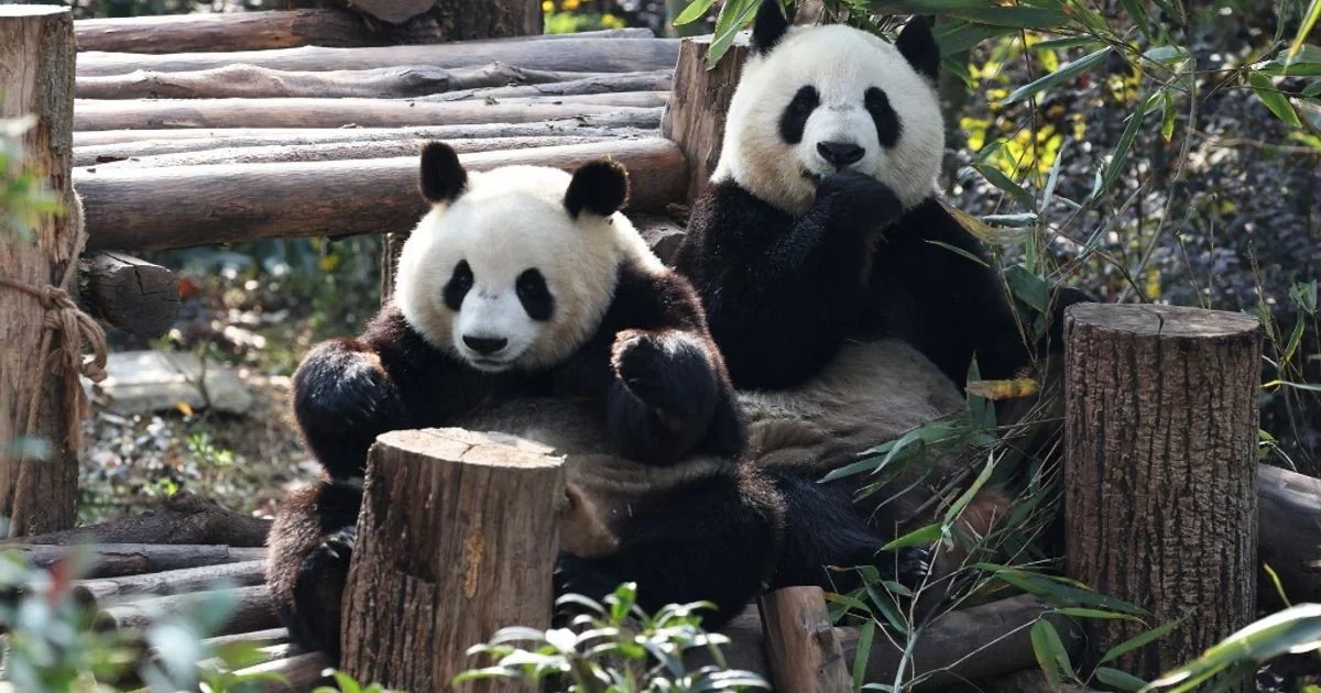 Dois pandas gigantes da China chegam ao Zoo de Atlanta em acordo de dez anos