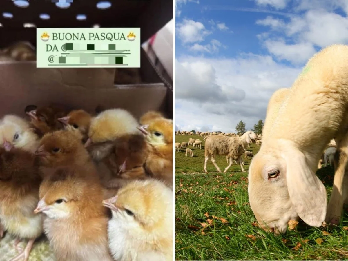 Páscoa e animais: o caso dos pintinhos dados pela escola e o convite à adoção consciente