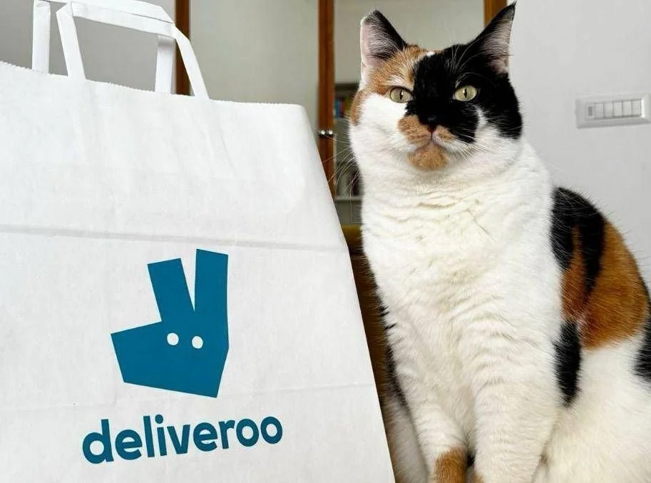 Pet Day: Deliveroo revela que o gato supera o cão em pedidos de produtos pet, com demanda duas vezes maior