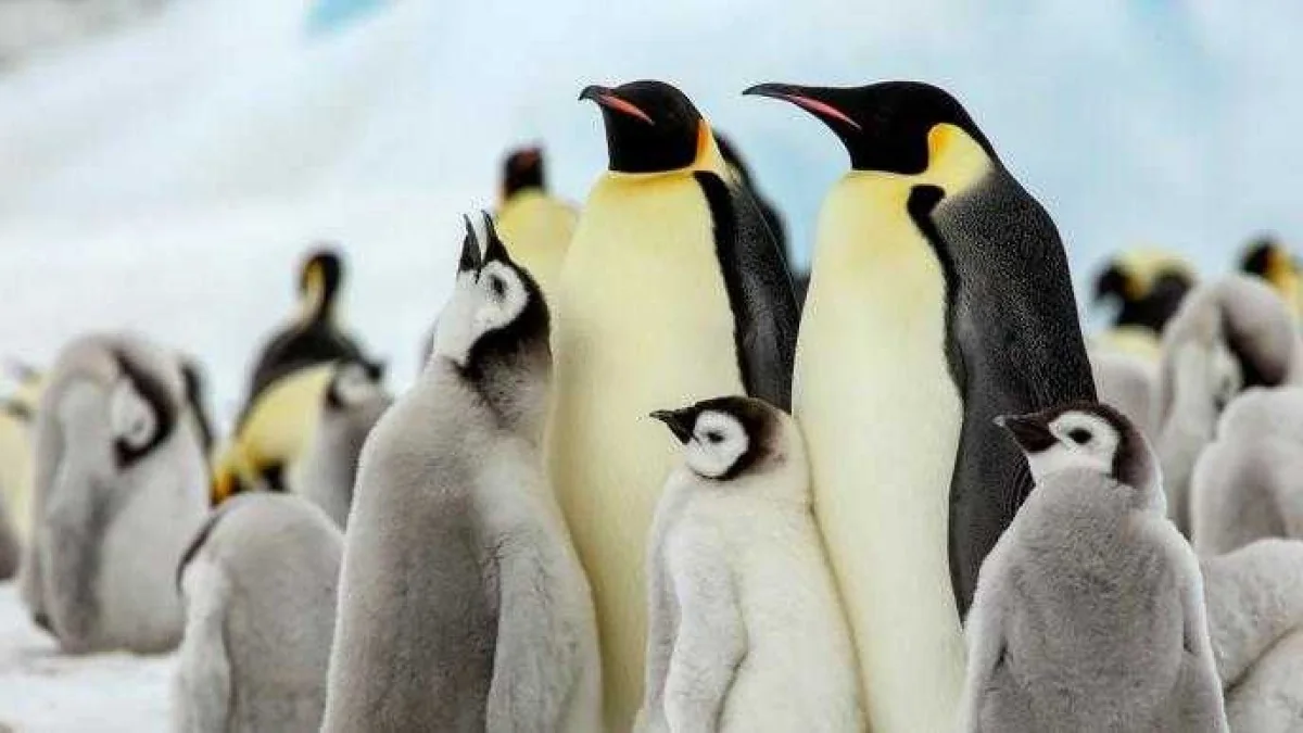 Pinguim-imperador e foca orsina antártica passam a ser considerados em perigo pela IUCN