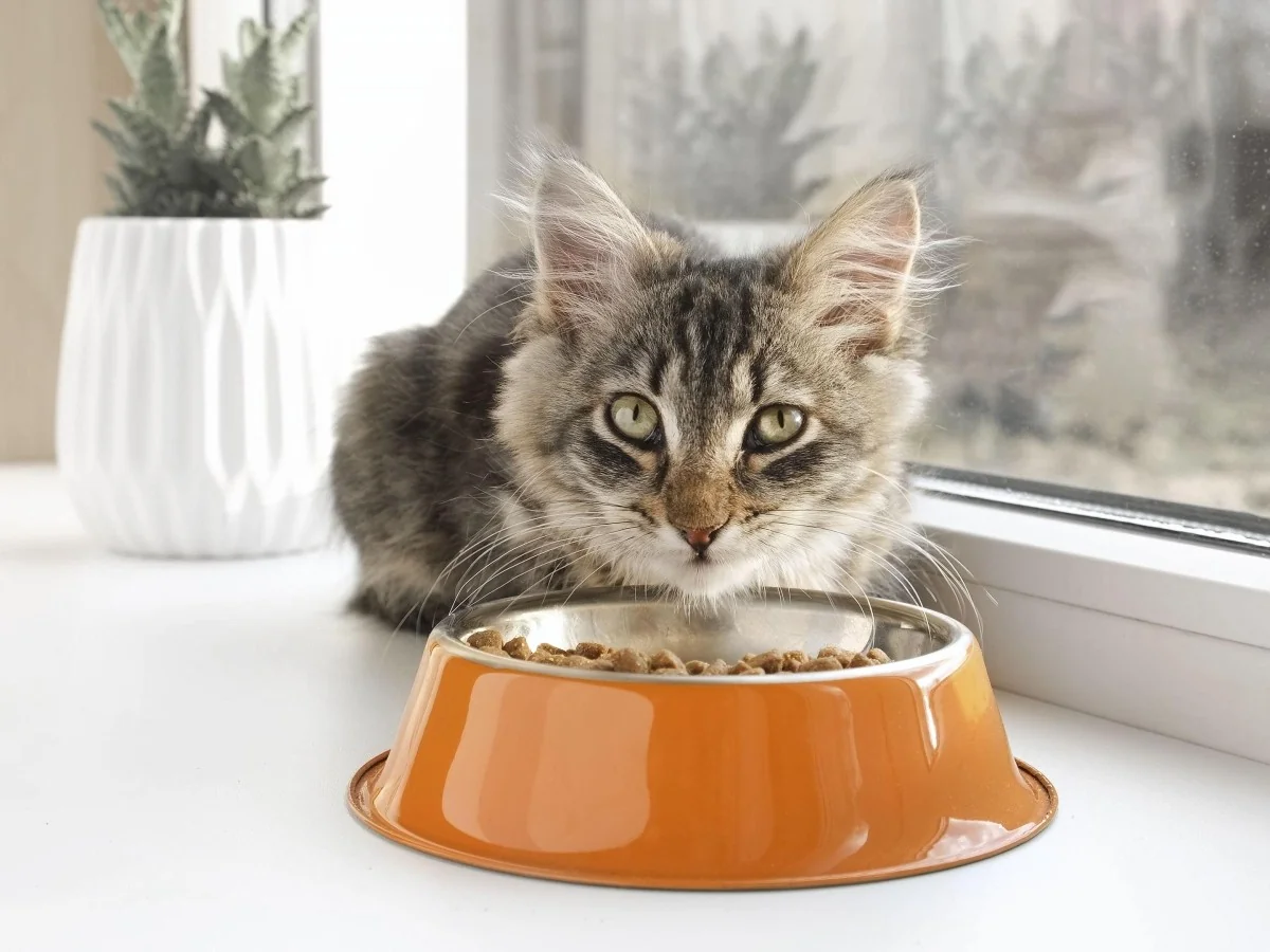 Por que os gatos deixam a comida pela metade? A resposta está no cheiro