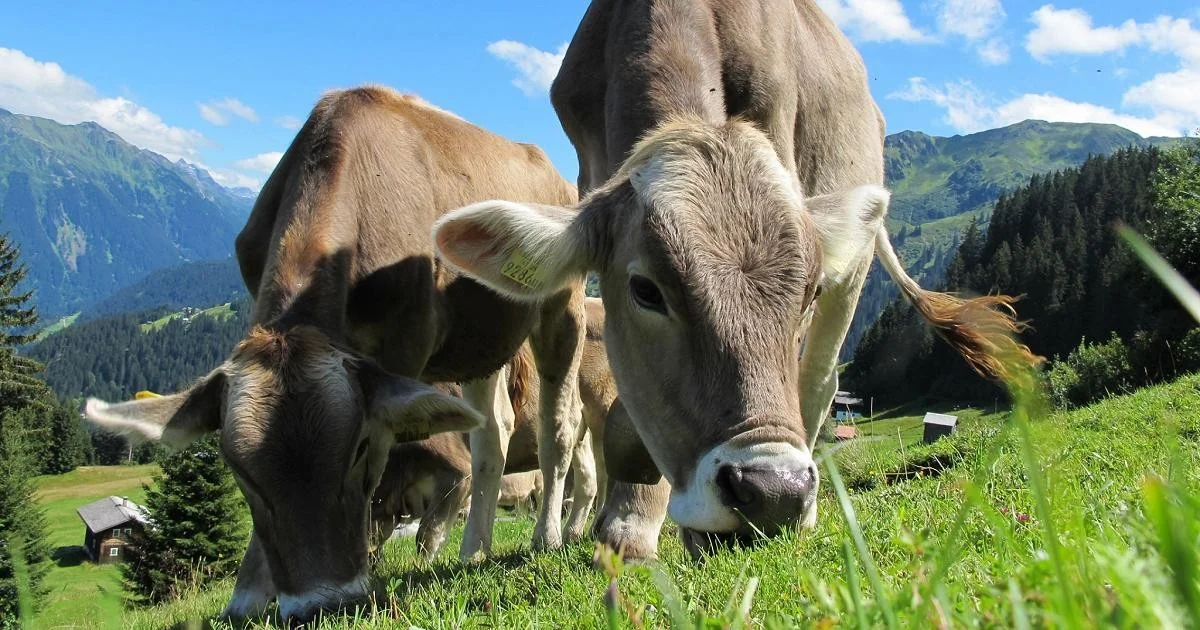 Prefeito inscreve cinco vacas na pré-escola de Moosch para evitar fechamento de turma