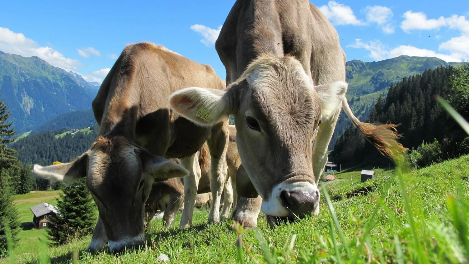 Prefeito de vila alsaciana inscreve cinco vacas no pré-escolar para evitar fechamento de turma