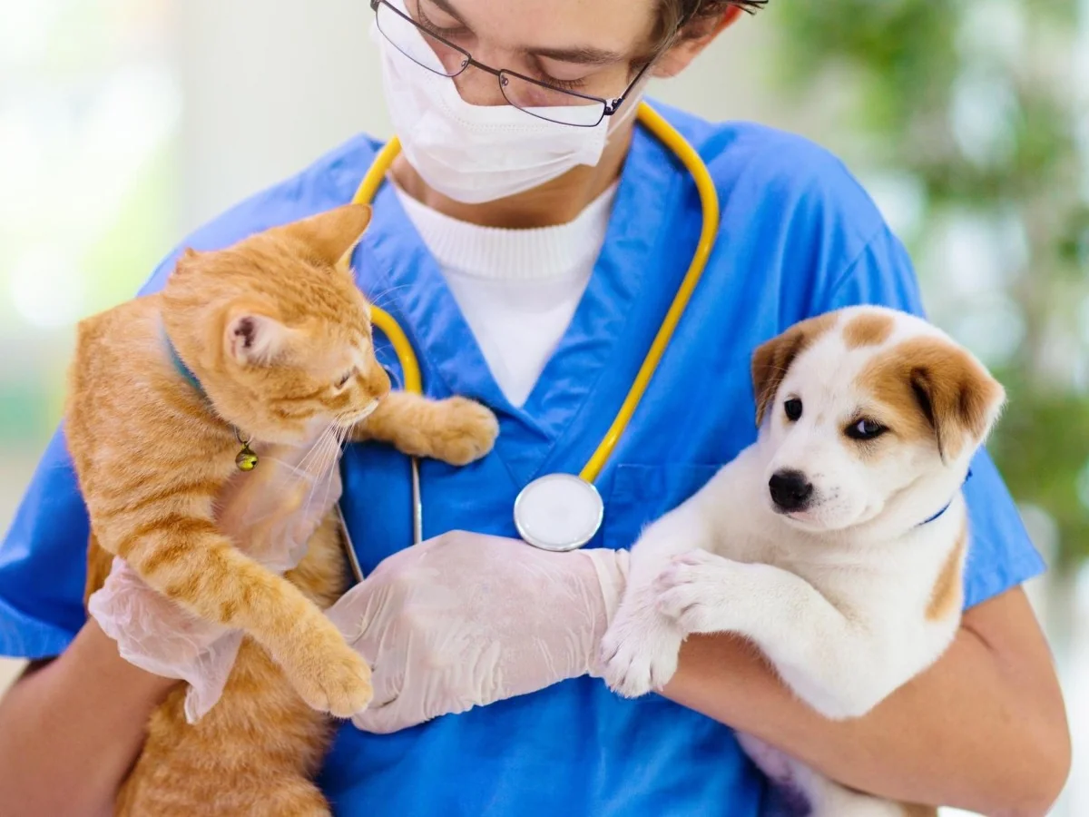 Primavera em foco: como proteger e cuidar de cães e gatos contra parasitas, alergias e falta de exercício