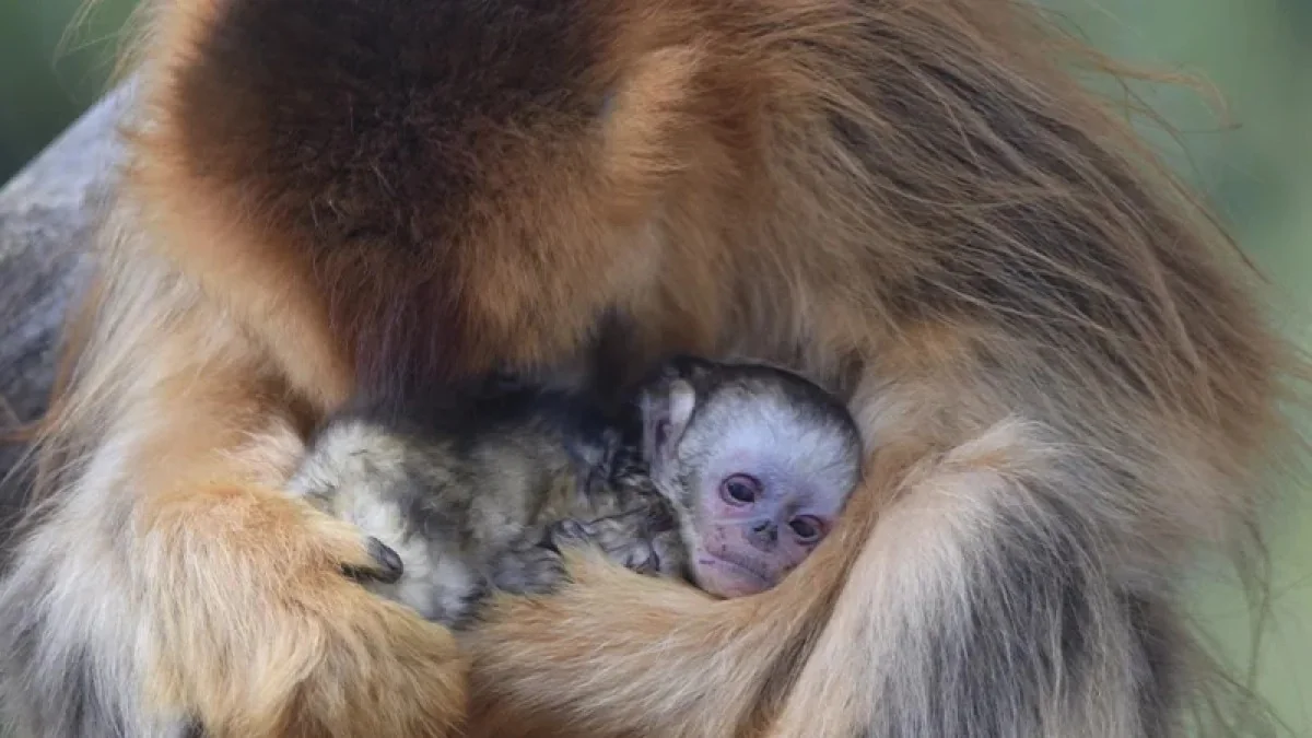 Primeiro rinopiteco dourado nascido fora da Ásia nasce no ZooParc de Beauval: marco para a conservação