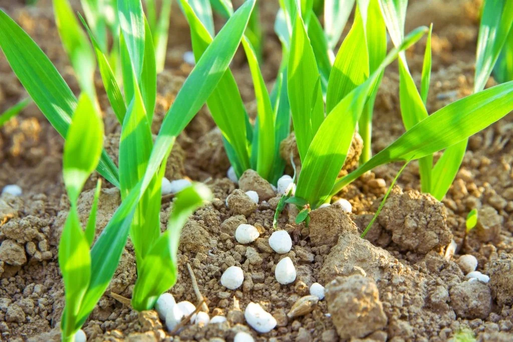 Promoção agroalimentar: De Meo exige simplificação e apoio real às excelências europeias