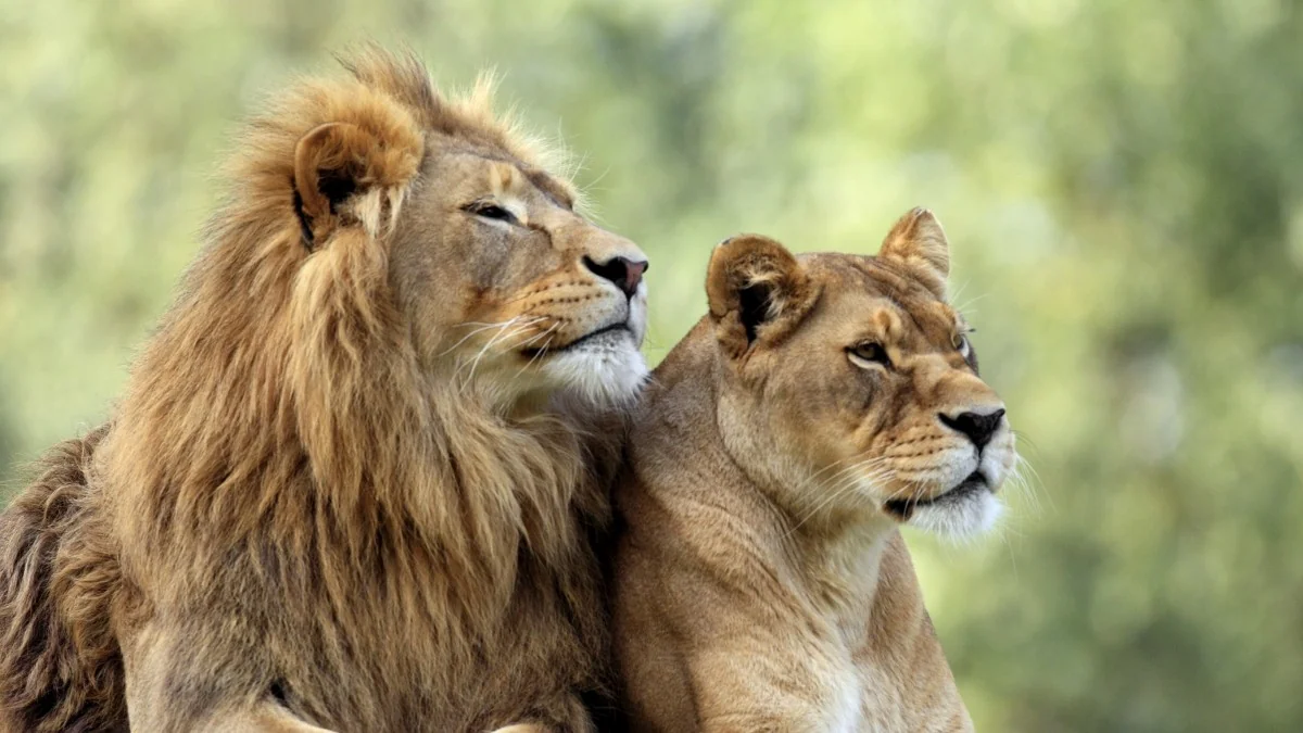 Hic sunt leões: quando os leões viviam na Europa — a história esquecida dos nossos grandes felinos