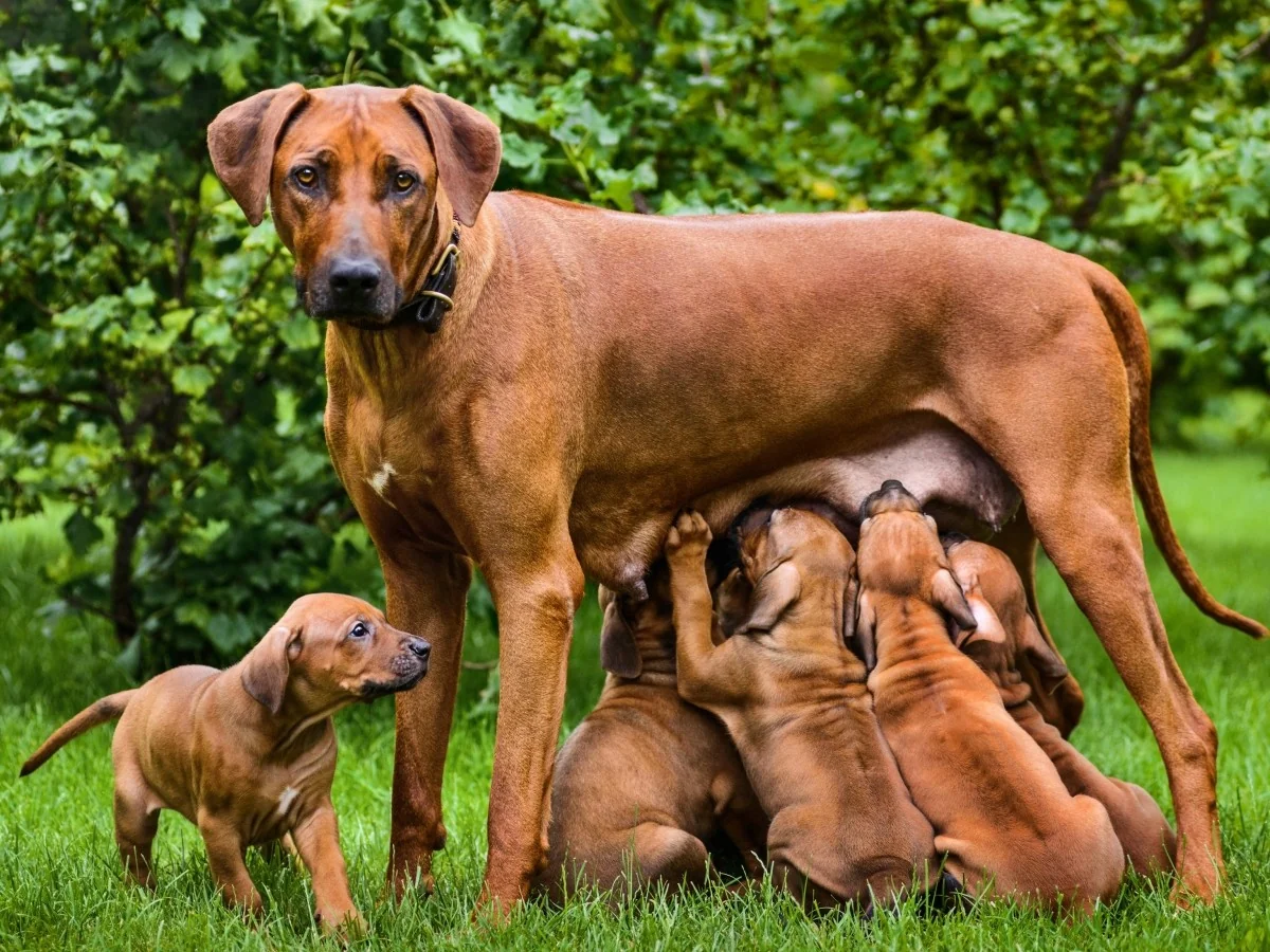 Rastreabilidade na criação de cães: criadores pedem transparência para rastrear filhotes e mães
