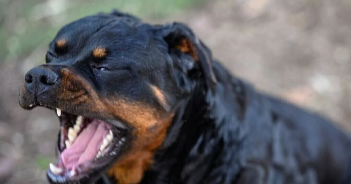 Rottweiler solto ataca adolescente de 13 anos em Porto Cesareo; duas menores investigadas por tentativa de homicídio