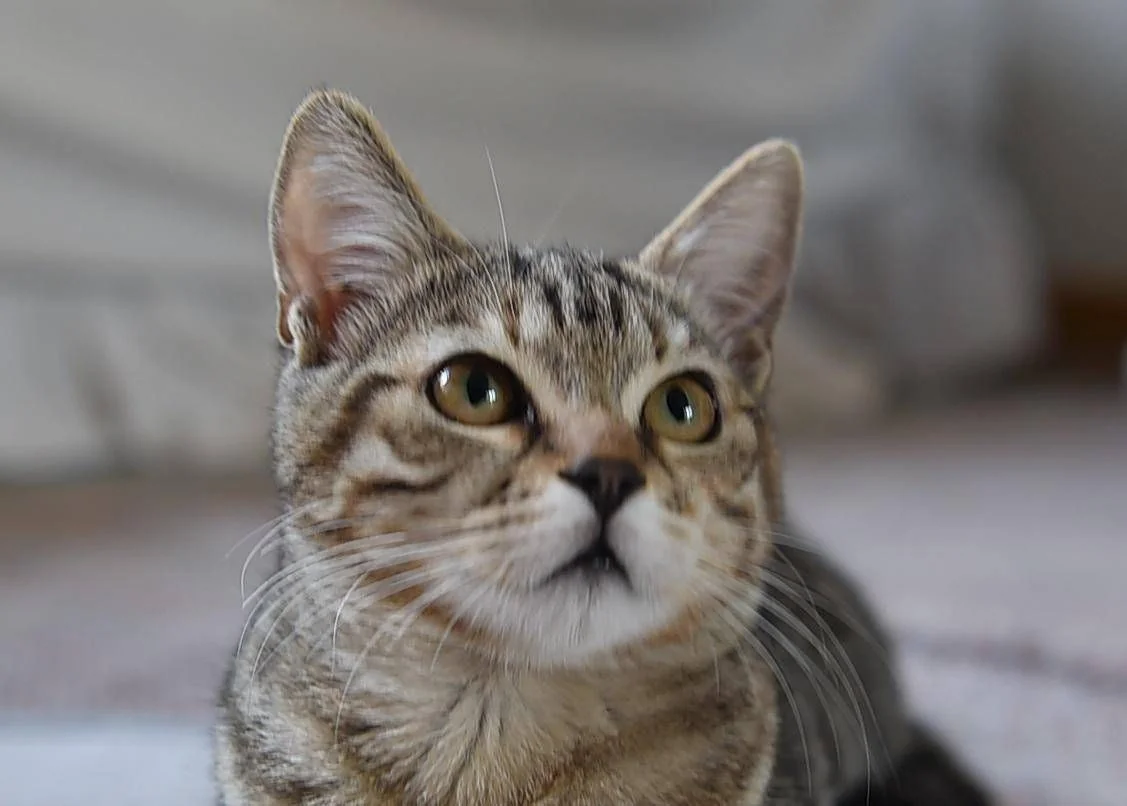 Homem é detido em Sarzana após matar, queimar e cozinhar gato no Parque de Crociata