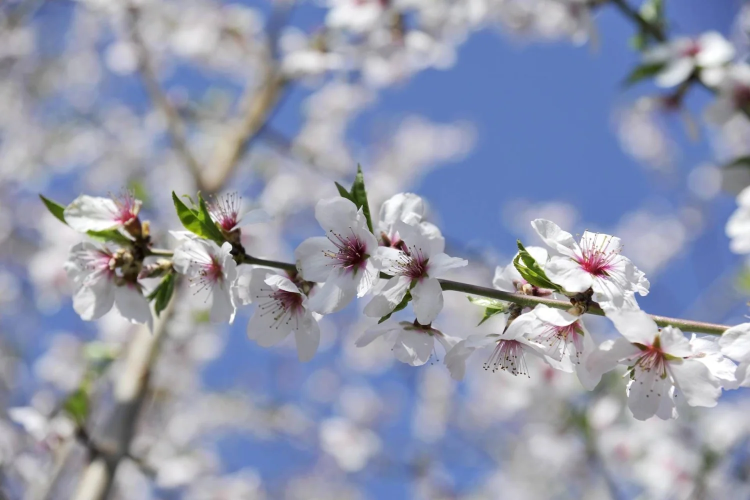 Semana de primavera: tempo mais variável e temperaturas em leve queda com entrada de ar dos Balcãs