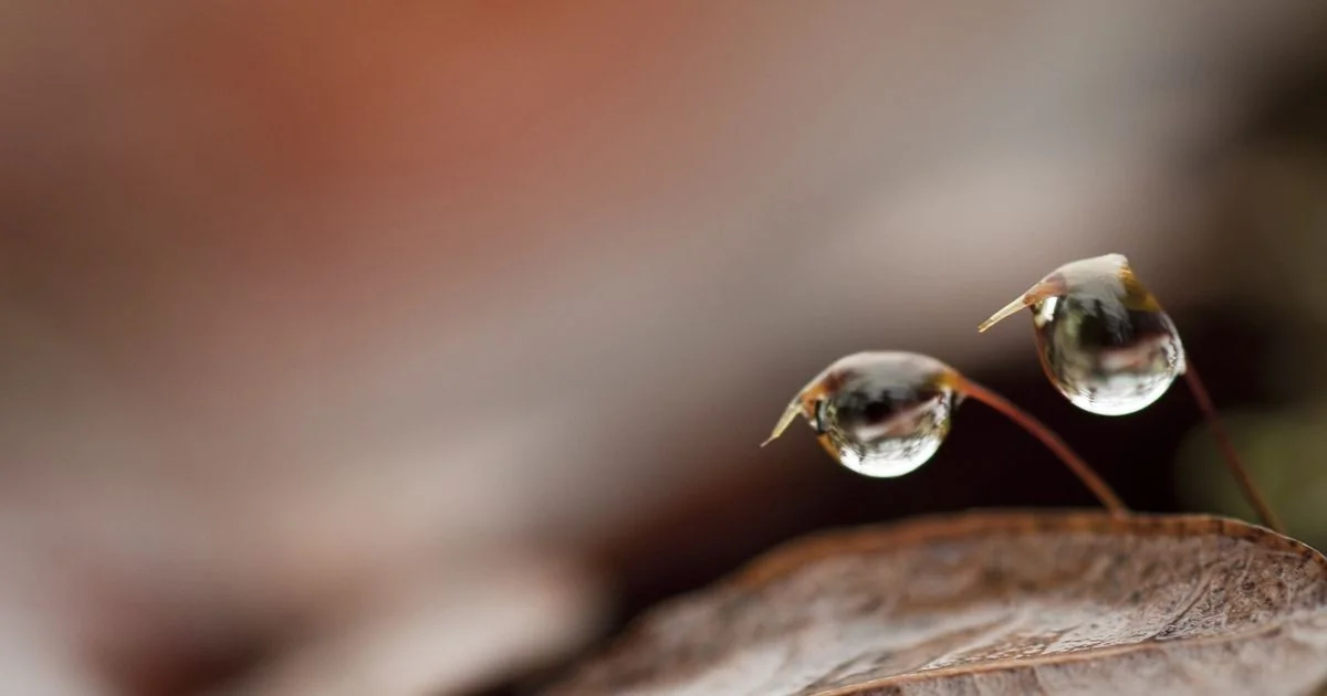 Sementes percebem o som da chuva e aceleram a germinação, revela estudo do MIT
