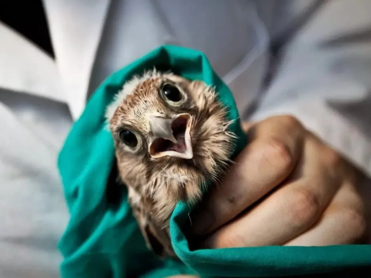 Unidade para os CRAS: a exigência de um sistema único para a recuperação da fauna selvagem na Itália