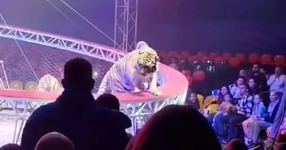 Tigre pula para a plateia em circo de Rostov; evacuação evita feridos