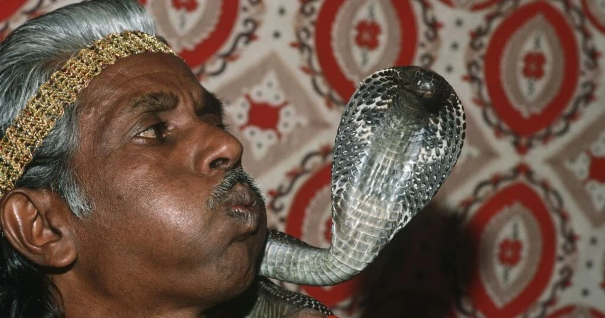 Turista alemão morre após ser mordido por cobra durante espetáculo em Hurghada