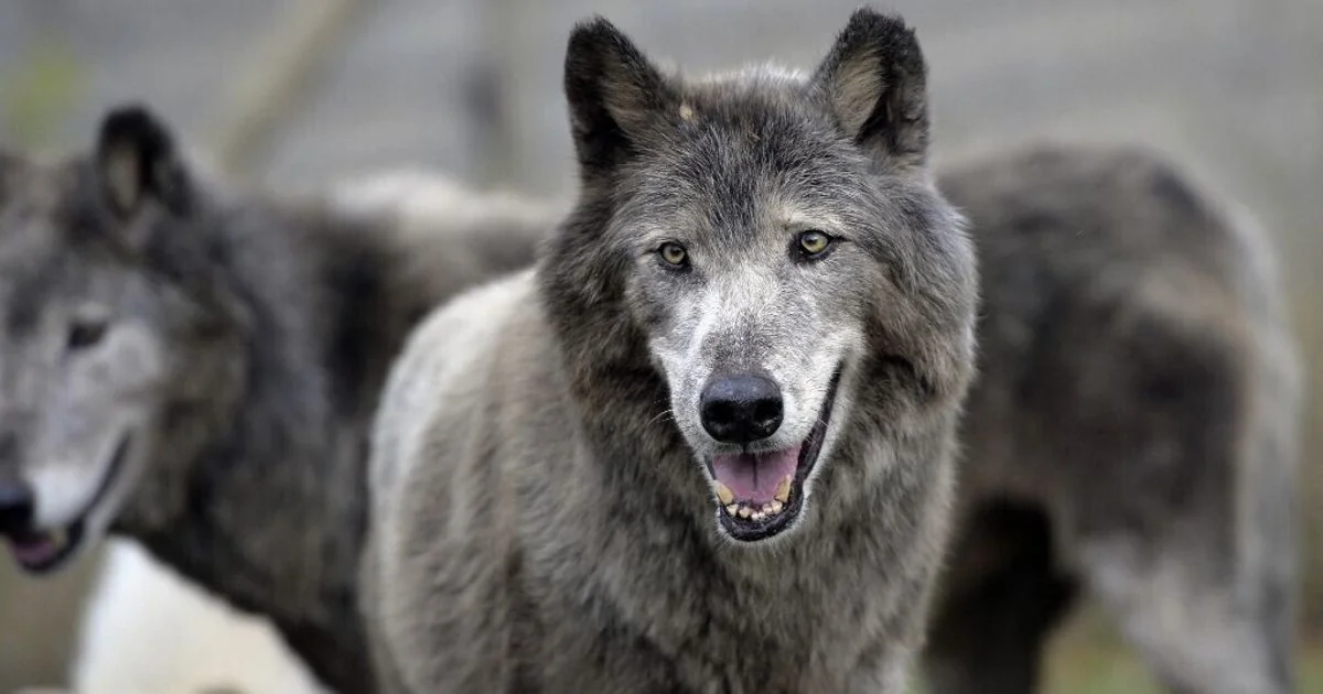 191 lobos mortos na Itália em quatro meses: análise do aumento da mortalidade e das causas