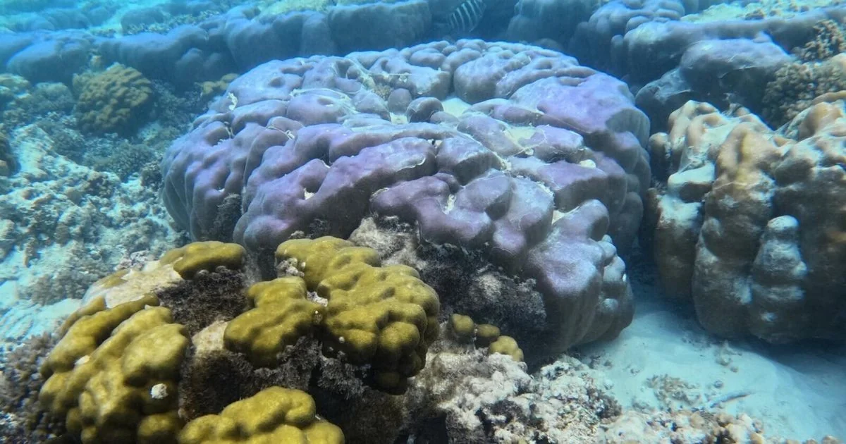 Alimathà (Maldive): reduto de mergulho no Atol Vaavu e seu papel no turismo marítimo