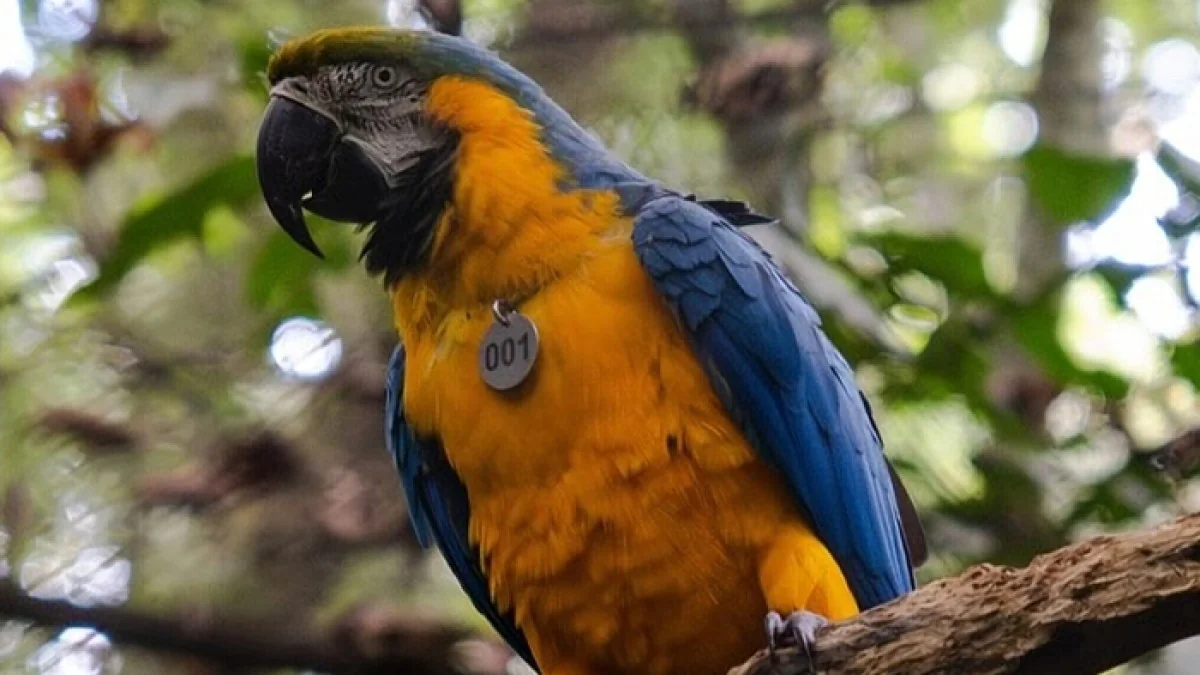 Arara-canindé retorna à Tijuca após 200 anos: projeto Refauna quer repovoar a Floresta Atlântica