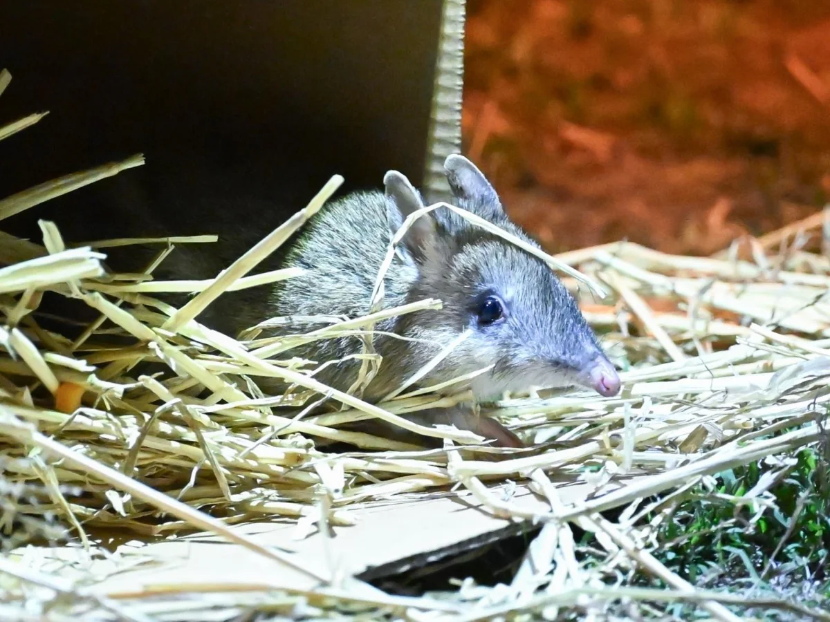 Bandicoot que já se pensava extinto volta à natureza: 100 exemplares são liberados na Austrália
