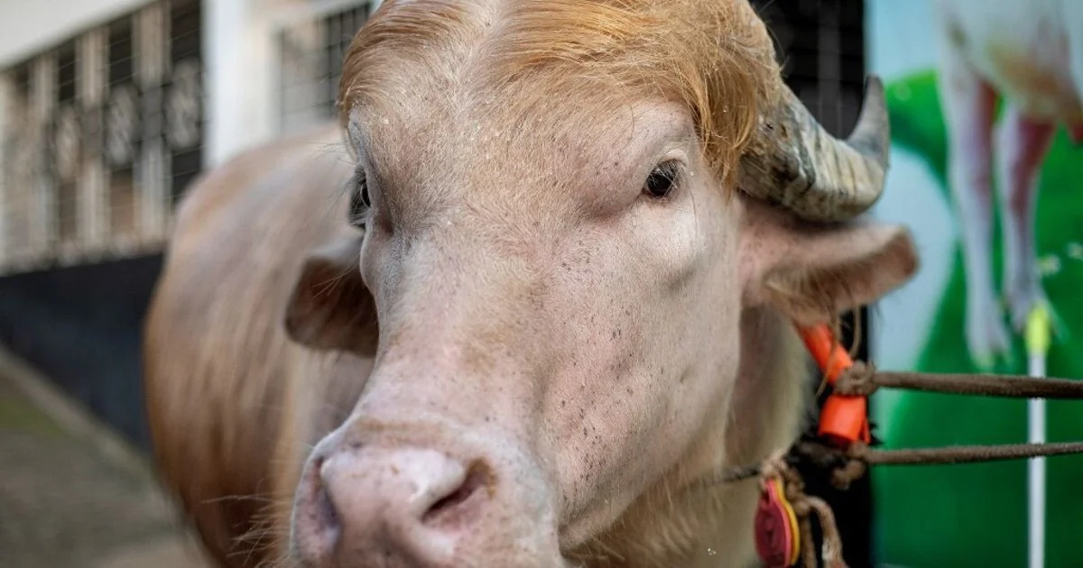 Búfalo albino apelidado de 'Donald Trump' é poupado de sacrifício no Bangladesh