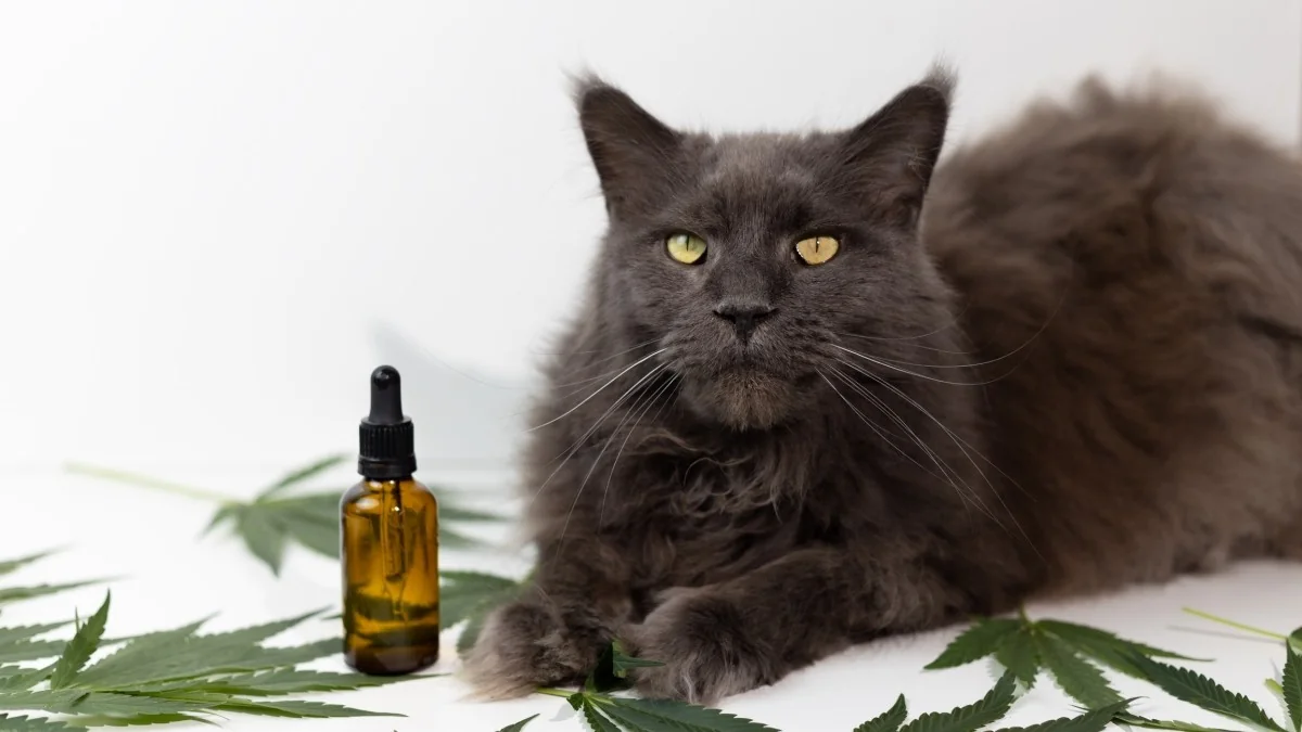 Como a cannabis e o CBD estão transformando o cuidado de cães e gatos com dor e ansiedade