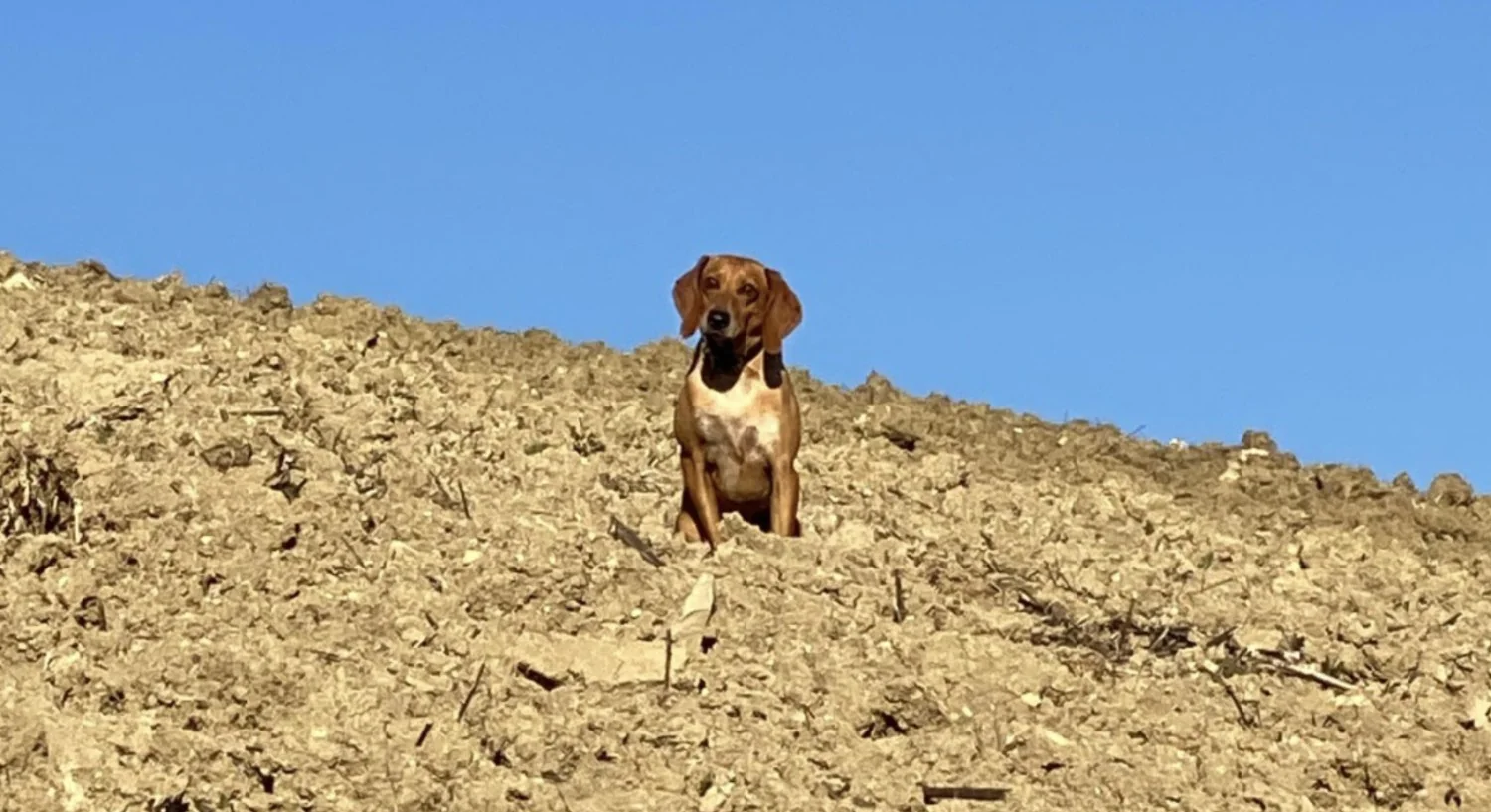 Cão Osso sbranado por lobos em Val Tidone: o relato de Michele Serra e o dilema da convivência