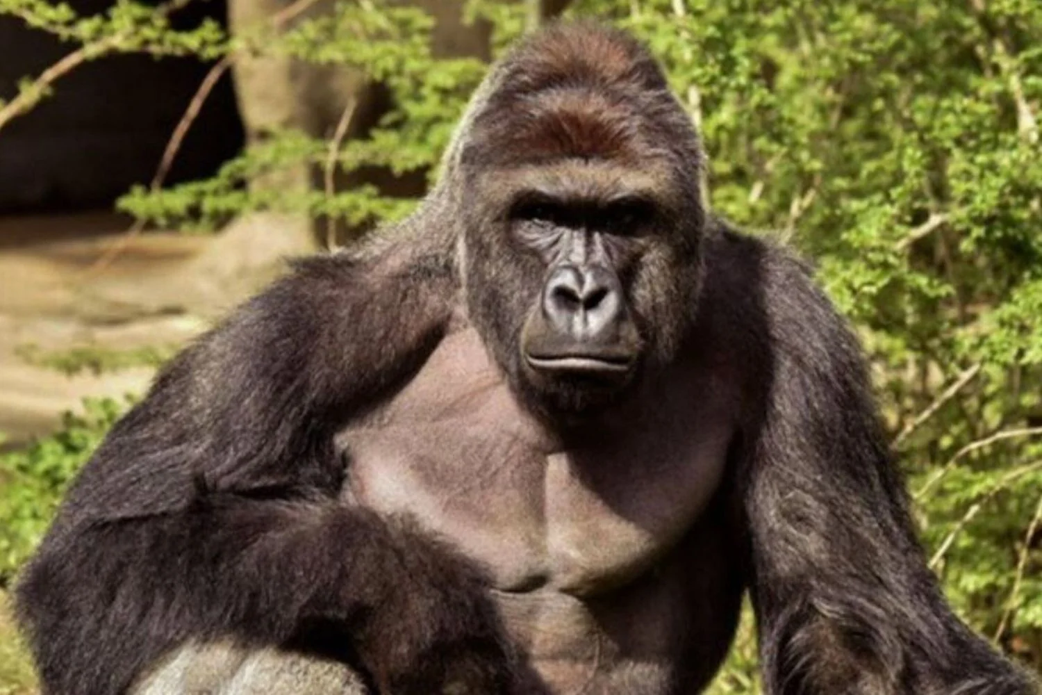 Casa Branca presta tributo a Harambe no 10º aniversário: 'Um verdadeiro patriota' e símbolo da era digital