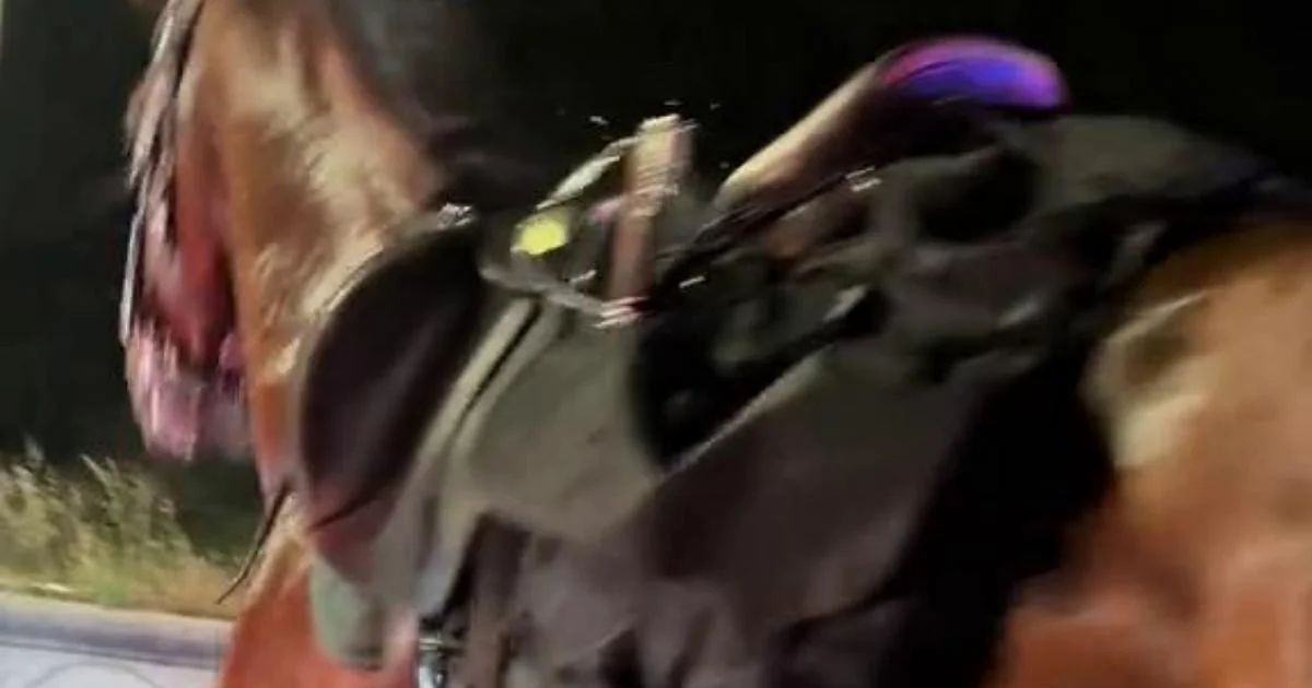 Cavalos fogem durante treinos da parada do 2 de Junho em Roma e provocam correria noturna