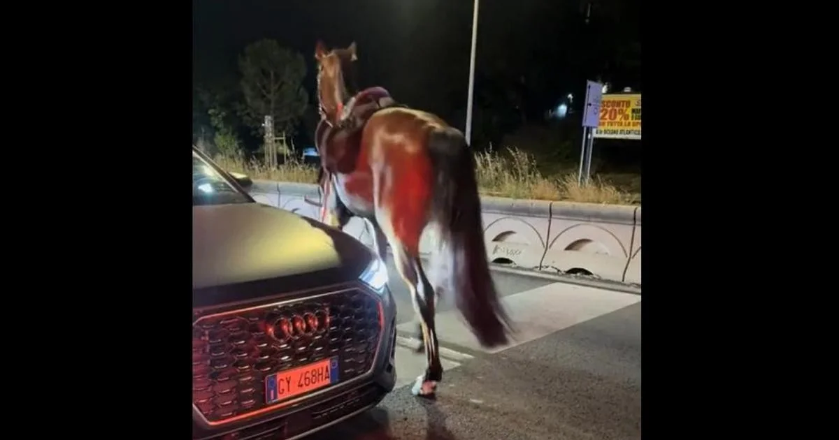 Cavalos da parada de 2 de junho fogem assustados por fogos; quatro feridos, dois em estado grave