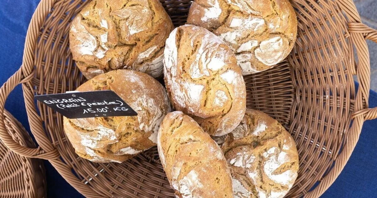 CNR desenvolve protótipo de pão de trigo com menos de 20 ppm de glúten