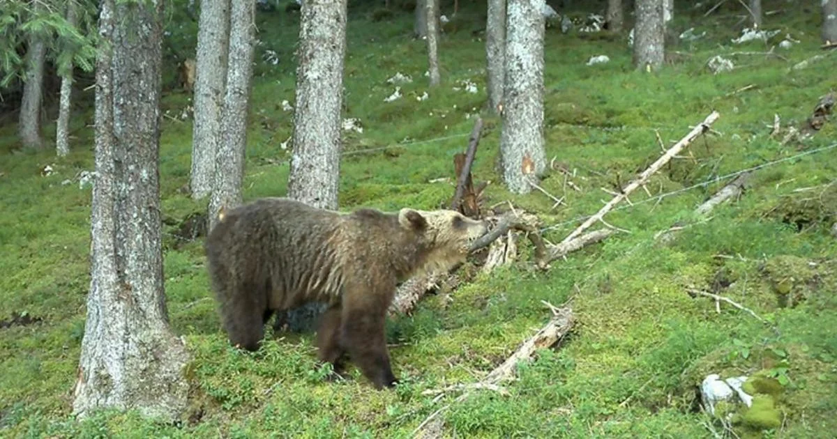 Corredora de 30 anos assustada por urso em Cadine; bombeiros voluntários a resgatam